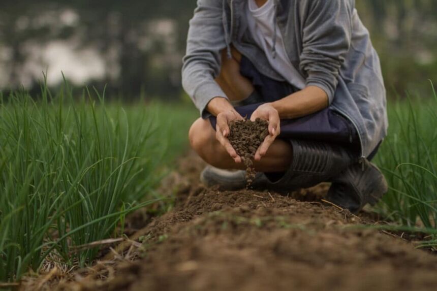 Un agricultor echando tierra al suelo.